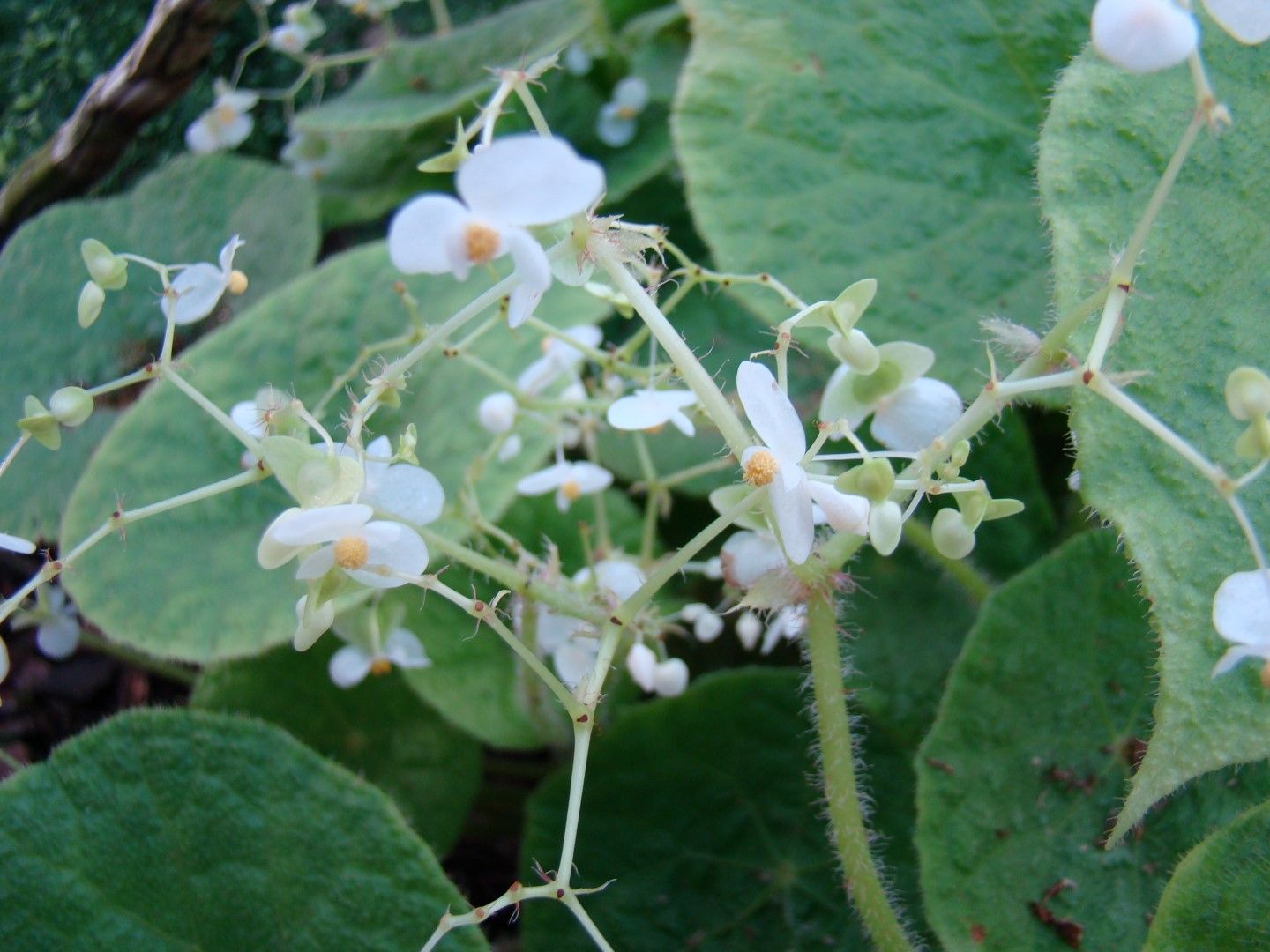 B. sudjanae